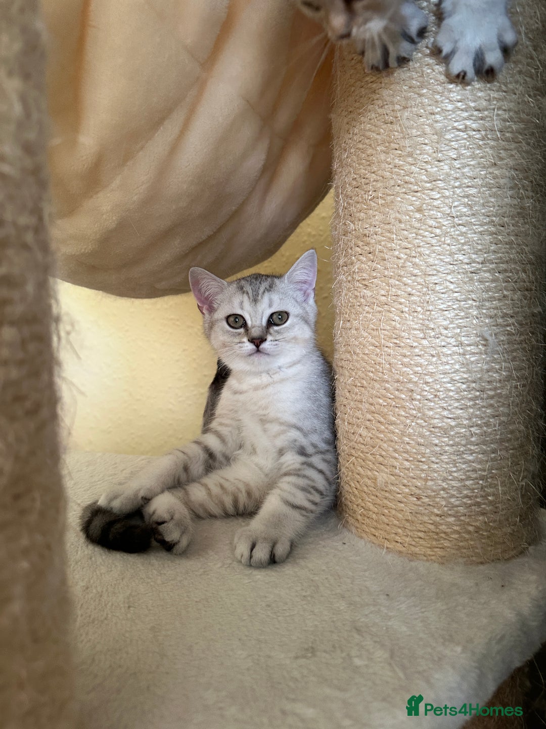 British Shorthair cats for sale: 5 Stunning British Shorthair - Image 32