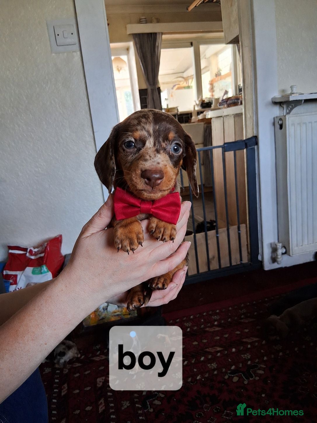 Dachshund dogs Dacshund  - Advert 4