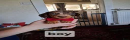 Dachshund dogs for sale: Dacshund  - Advert 1