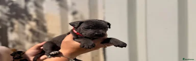 Cane Corso 8