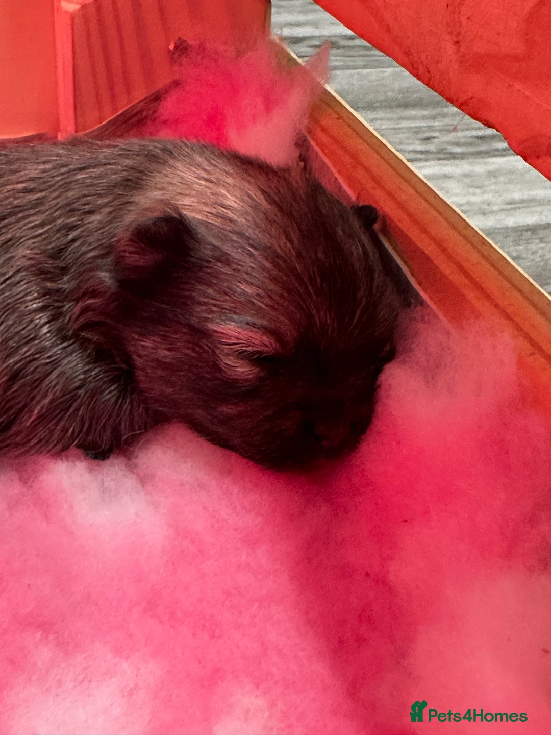 Pomeranian dogs for sale: GORGEOUS POMERANIAN PUPPIES 🐶🐶🐶🐶🐶 - Advert 29