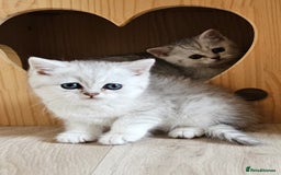 British Shorthair cats for sale: British Shorthair Kittens. Stunning 🩶 Silver - Image 13