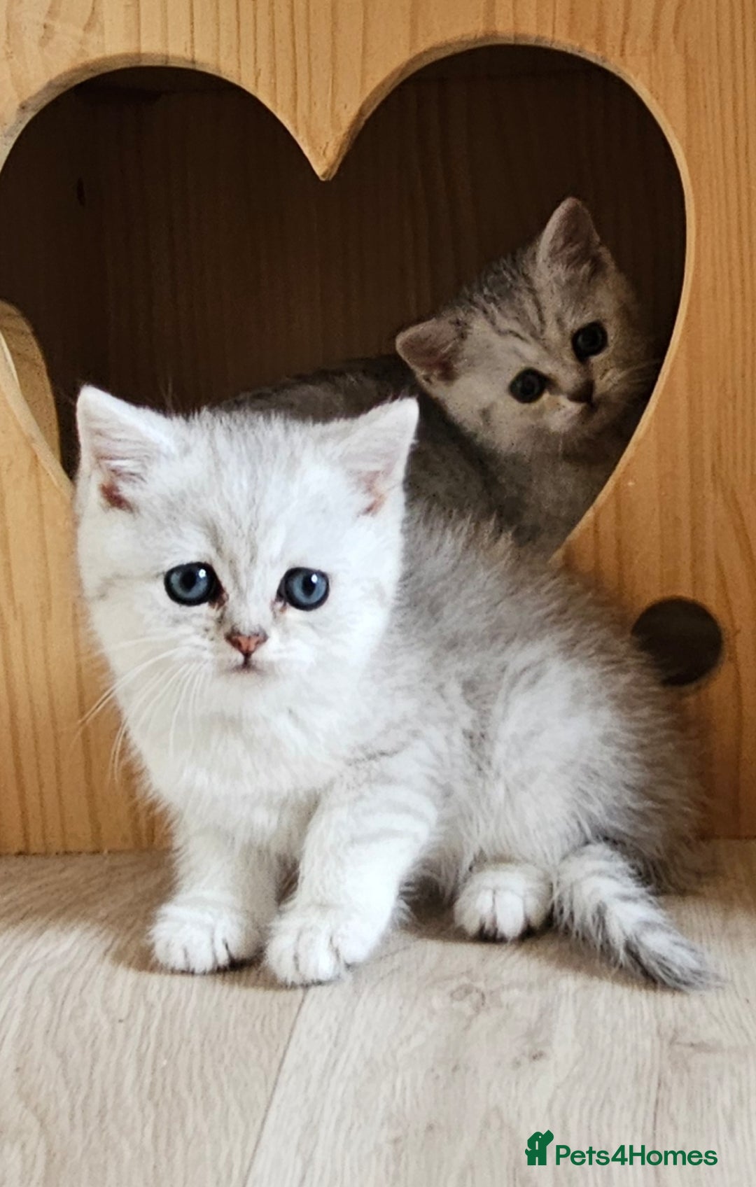 British Shorthair cats for sale: British Shorthair Kittens. Stunning 🩶 Silver - Image 13