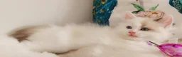 Ragdoll cats for sale: ALL RESERVED 😻😻BEAUTIFUL CROSS RAGDOLL/PERSIAN - Advert 8
