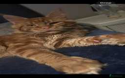 Maine Coon cats for sale: 5 beautiful maine coones  - Image 30
