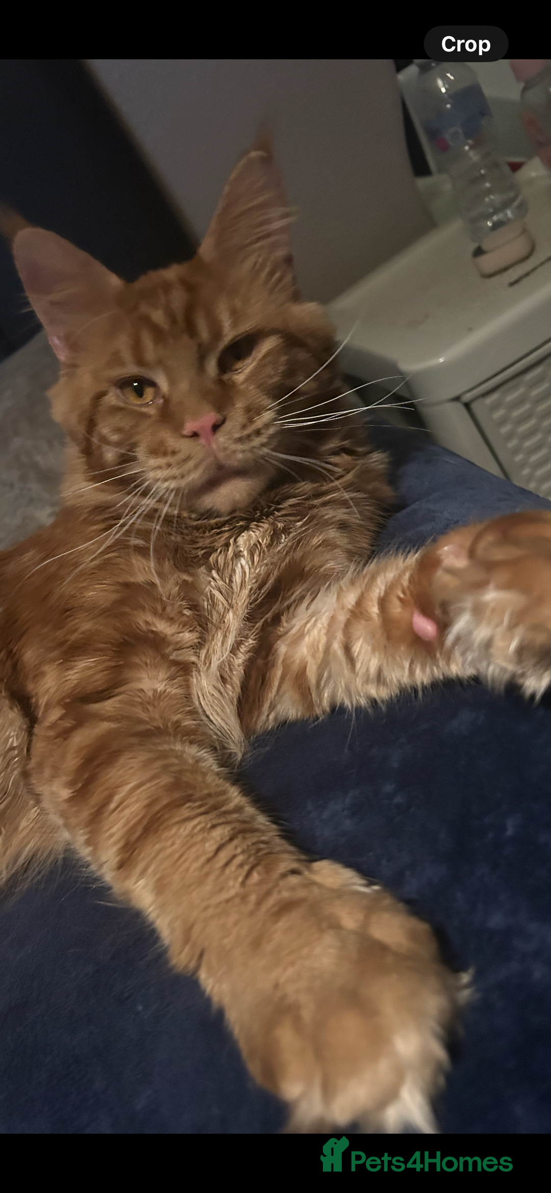 Maine Coon cats for sale: 5 beautiful maine coones  - Image 30