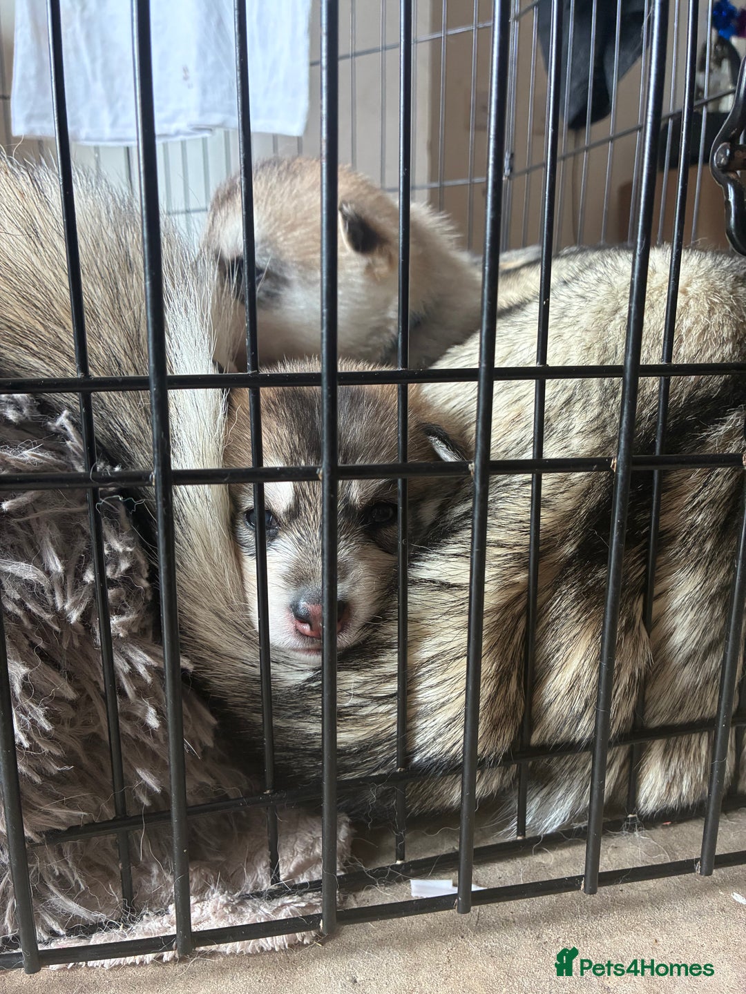 Utonagan dogs for sale: Siberian husky x alusky (malamute x husky) - Image 8