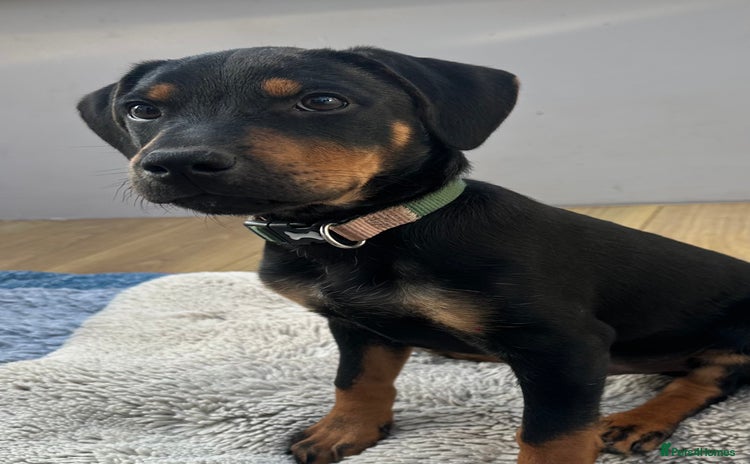 Mixed Breed dogs - Advert 1