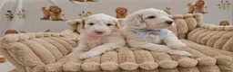 Labradoodle dogs for sale: Stunning Australian Labradoodles 🐾 - Advert 6
