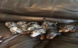 Miniature Dachshund dogs for sale: Dachshund puppies boys and girls ready now - Image 26