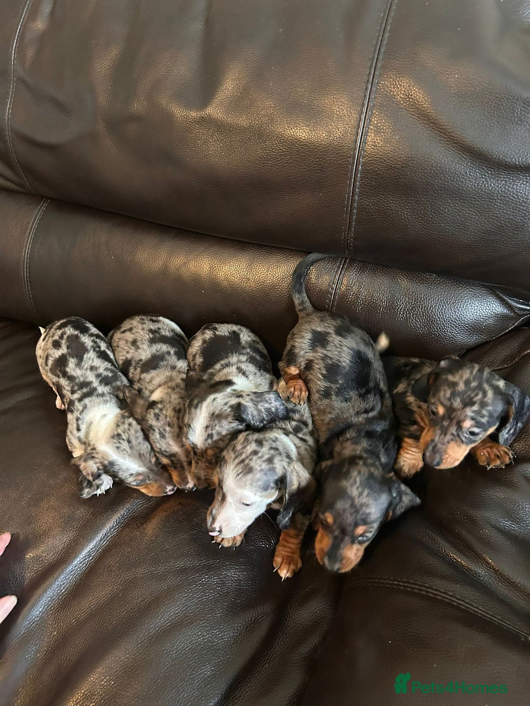 Miniature Dachshund dogs for sale: Dachshund puppies boys and girls ready now - Image 26
