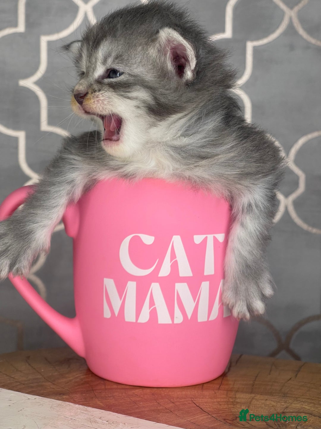 Maine Coon cats for sale: 🐾💛5 Sweet Maine Coons looking for forever home💛 - Advert 19