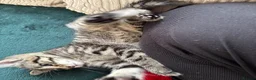 Domestic Shorthair cats for sale: 3 Kittens Ready Oct 4th - WR12 - Advert 28