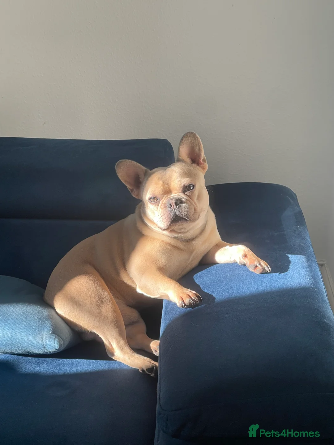 French Bulldog dogs for sale: mimi  - Advert 2