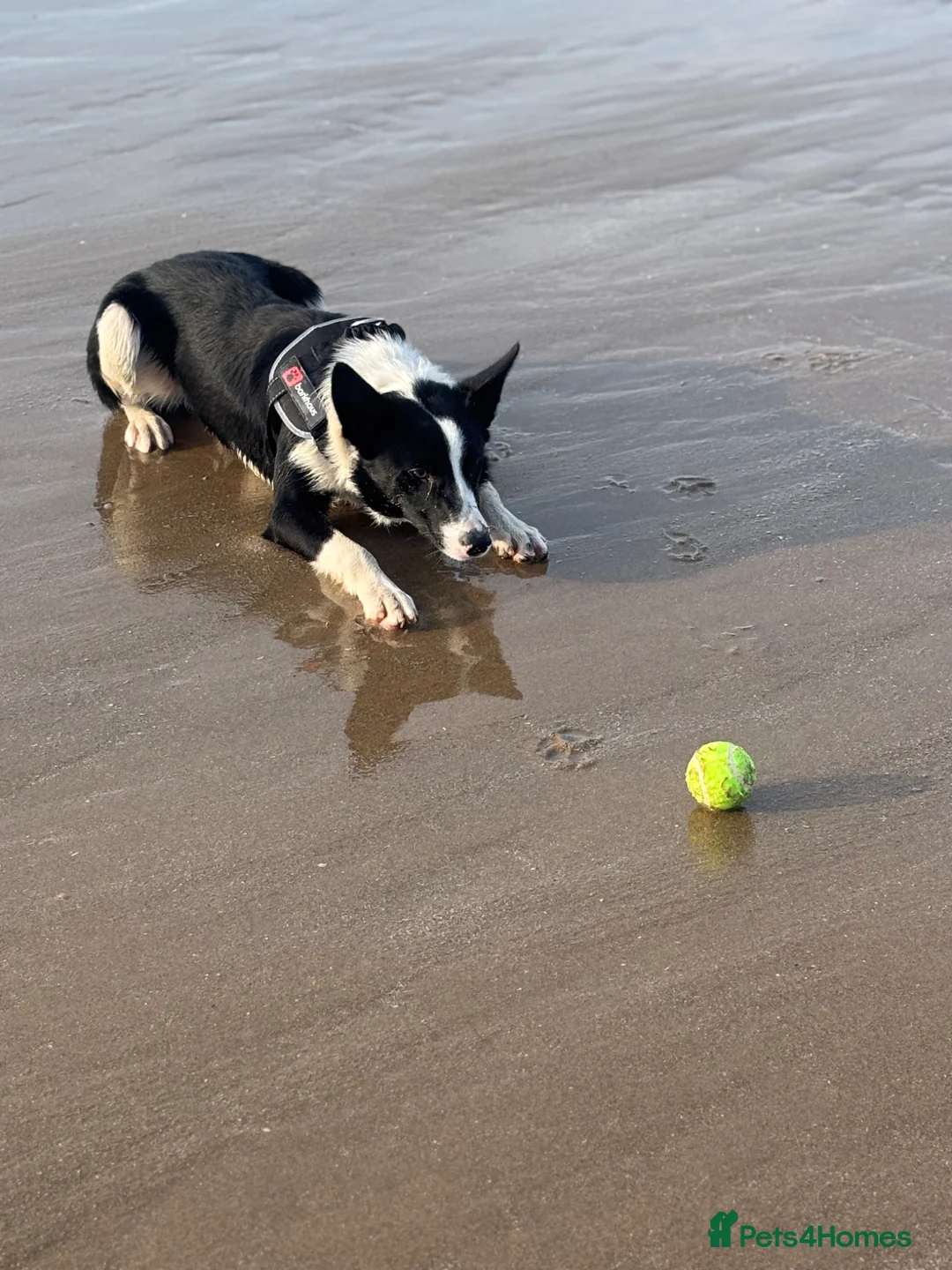 Border Collie dogs for sale: Male border collie  - Advert 2