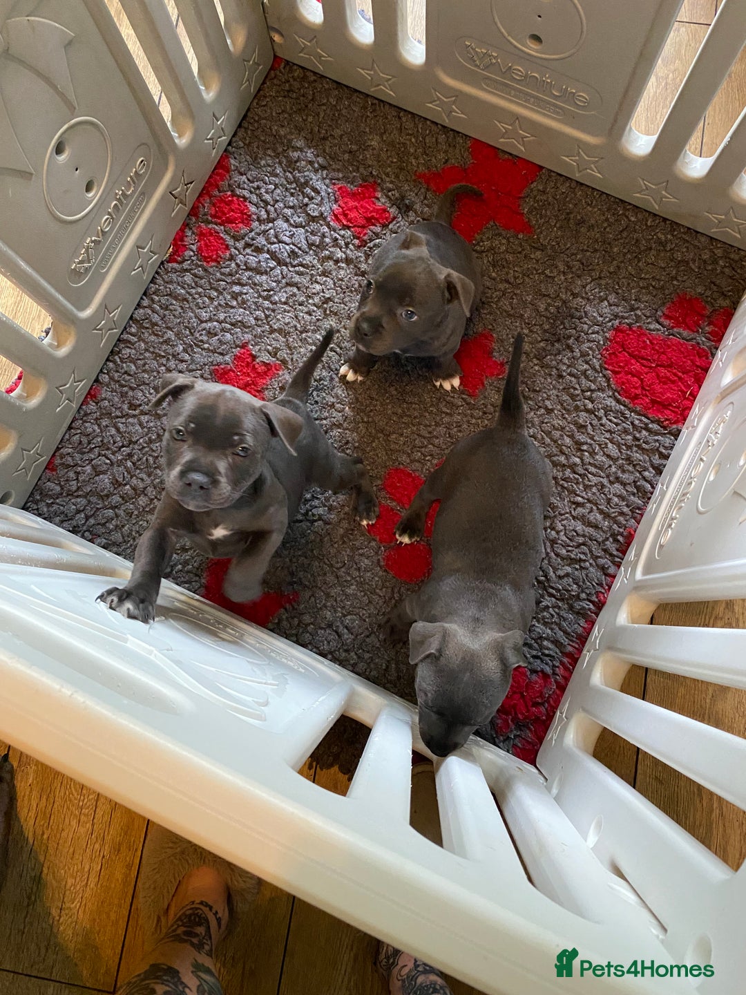 Staffordshire Bull Terrier dogs for sale: 🐾Reduced♥️World Famous Samtan Dozer & C in Swansea - Image 18