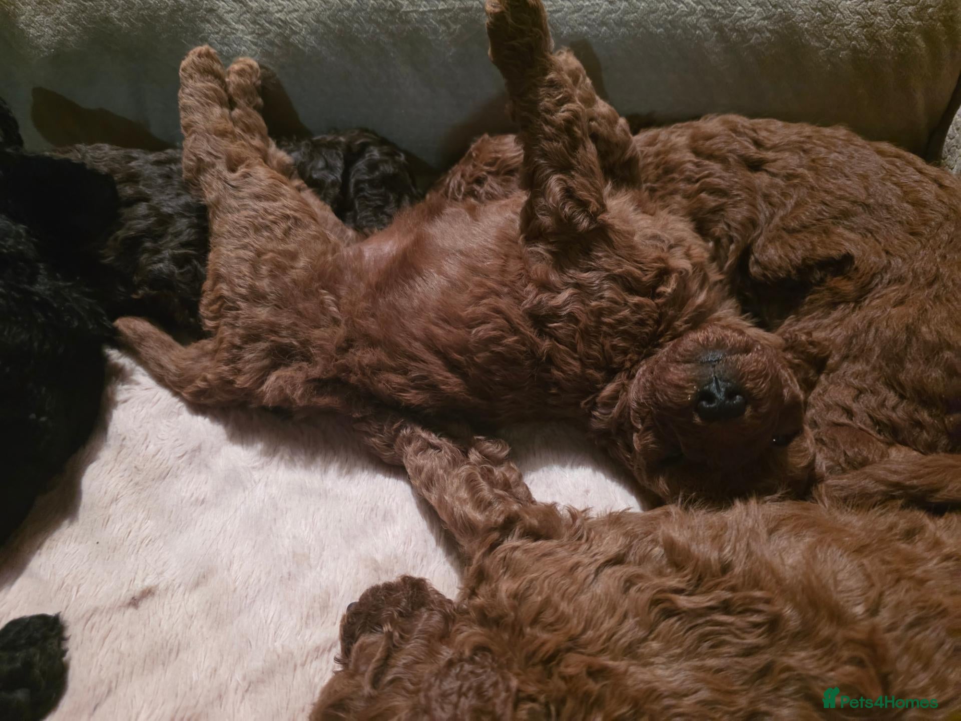 Cockapoo dogs Beautiful Teddy Face Curly Cockapoo Puppies - Advert 2