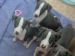Whippet dogs Gorgeous KC registered whippet pups - Advert 1