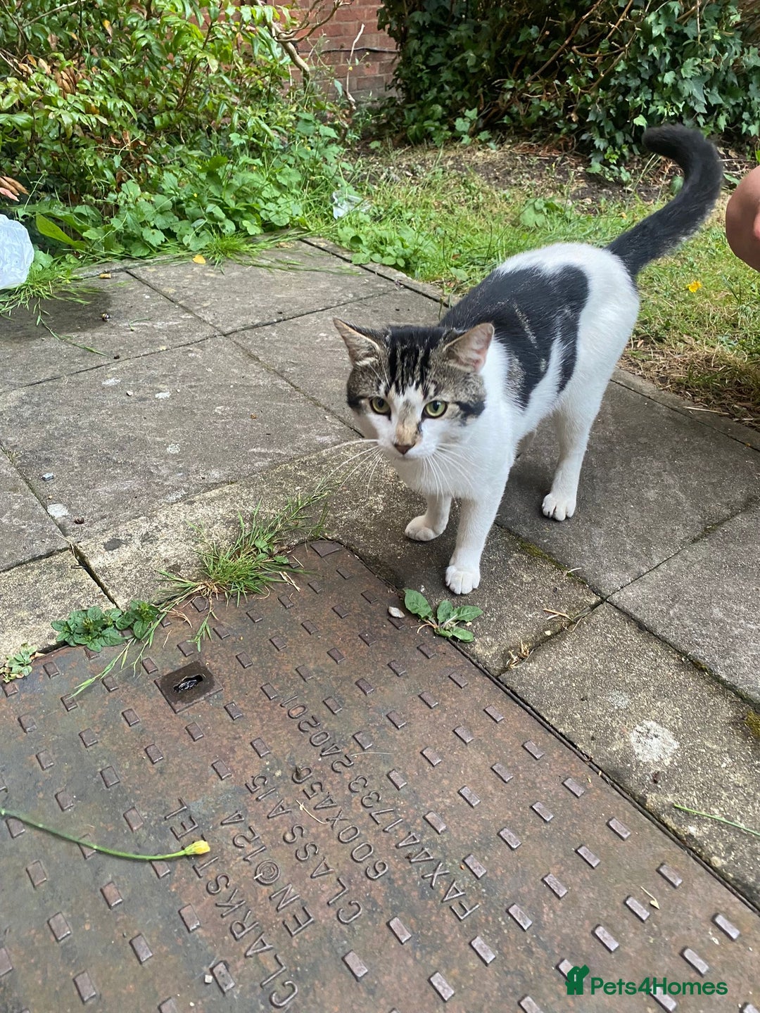 Mixed Breed cats for adoption: Urgent! 2yr old Pip Will be homeless in two weeks - Image 4