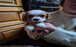 Cavalier King Charles Spaniel dogs for sale: Blenheim Cavalier King Charles spaniel puppies  - Image 14