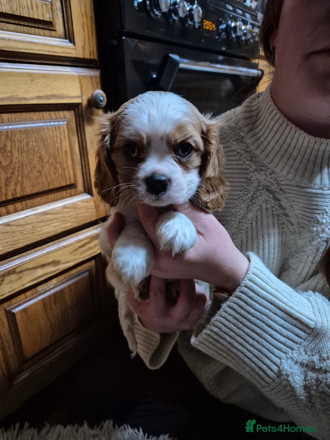 Cavalier King Charles Spaniel dogs for sale: Blenheim Cavalier King Charles spaniel puppies  - Image 14