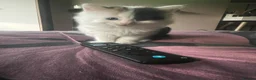 Mixed Breed cats for sale: Rio and Tokyo looking for their forever homes - Advert 2