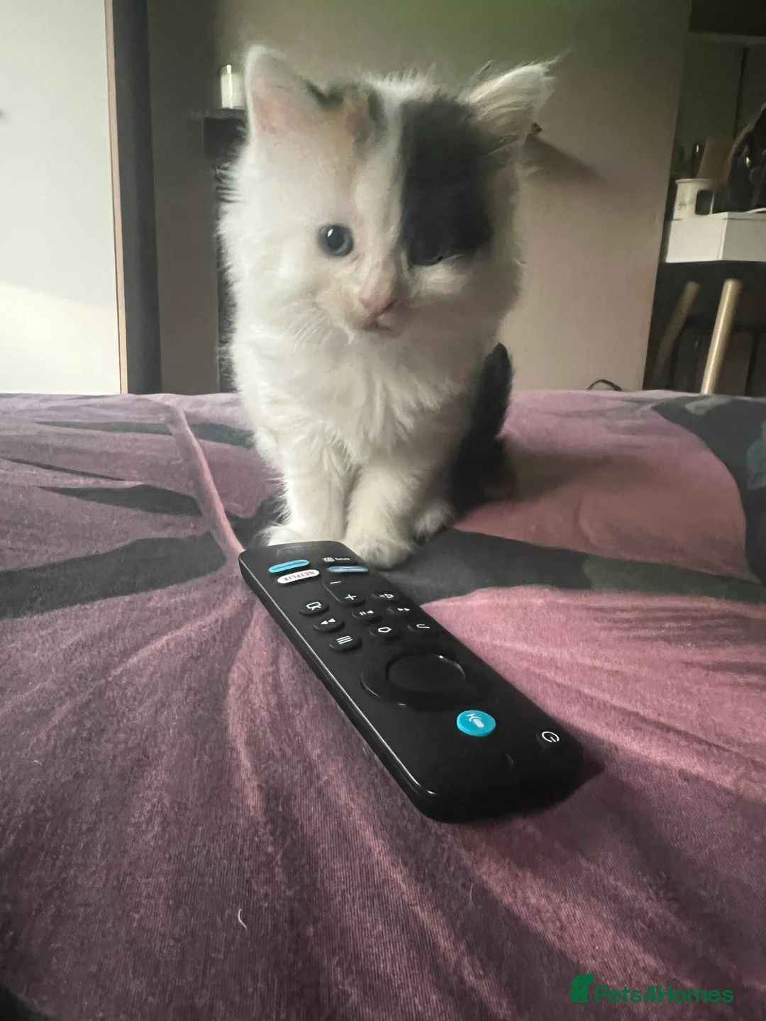 Mixed Breed cats for sale: Rio and Tokyo looking for their forever homes - Advert 2