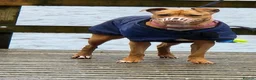 Mixed Breed dogs for sale: ***MISS LULA LEMON*** - Advert 5