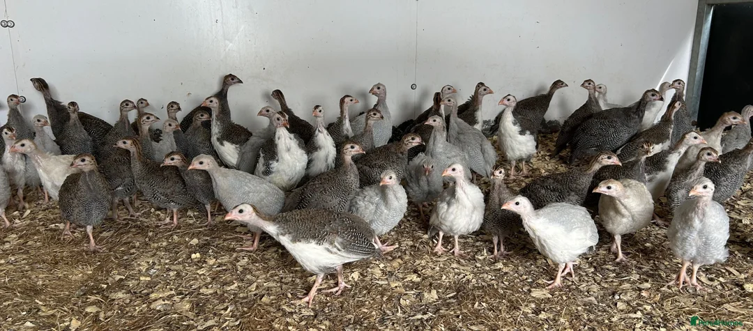 Guinea Fowl poultry for sale: Guinea fowl keets for sale  in Radstock - Advert 1