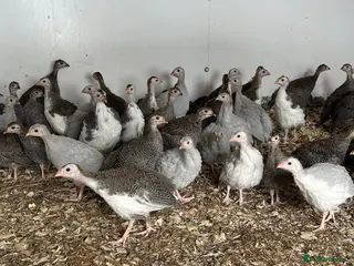 Guinea Fowl poultry Guinea fowl keets for sale - Advert 1