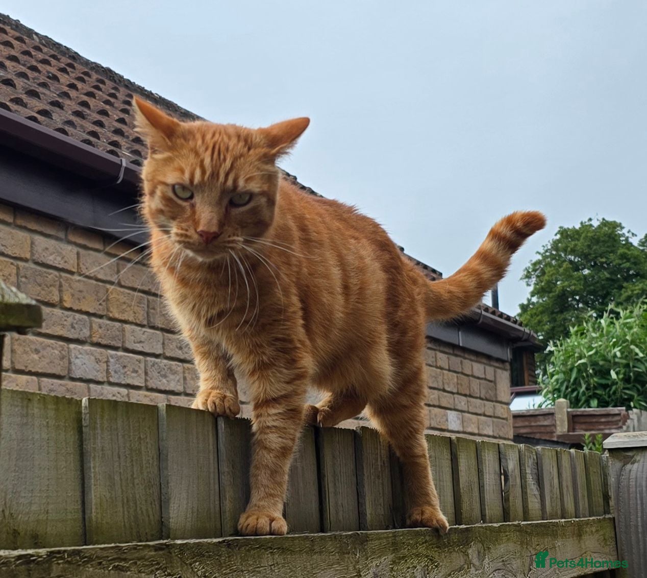Mixed Breed cats 5 year old neutered ginger Tom  - Advert 5