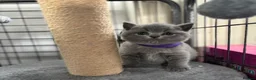 British Shorthair cats for sale: British shorthair kittens - Advert 13