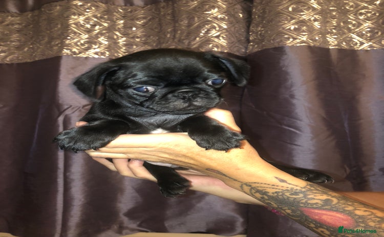 Pug dogs - Advert 1
