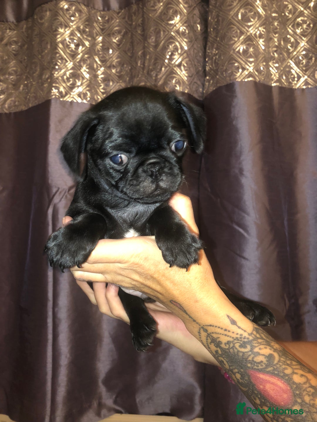 Pug dogs for sale: Pug puppies - Image 1