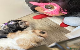 Shih Tzu dogs for sale: ShihTzu Newborn Puppies 💕Home-Raised & Well-Loved - Advert 19