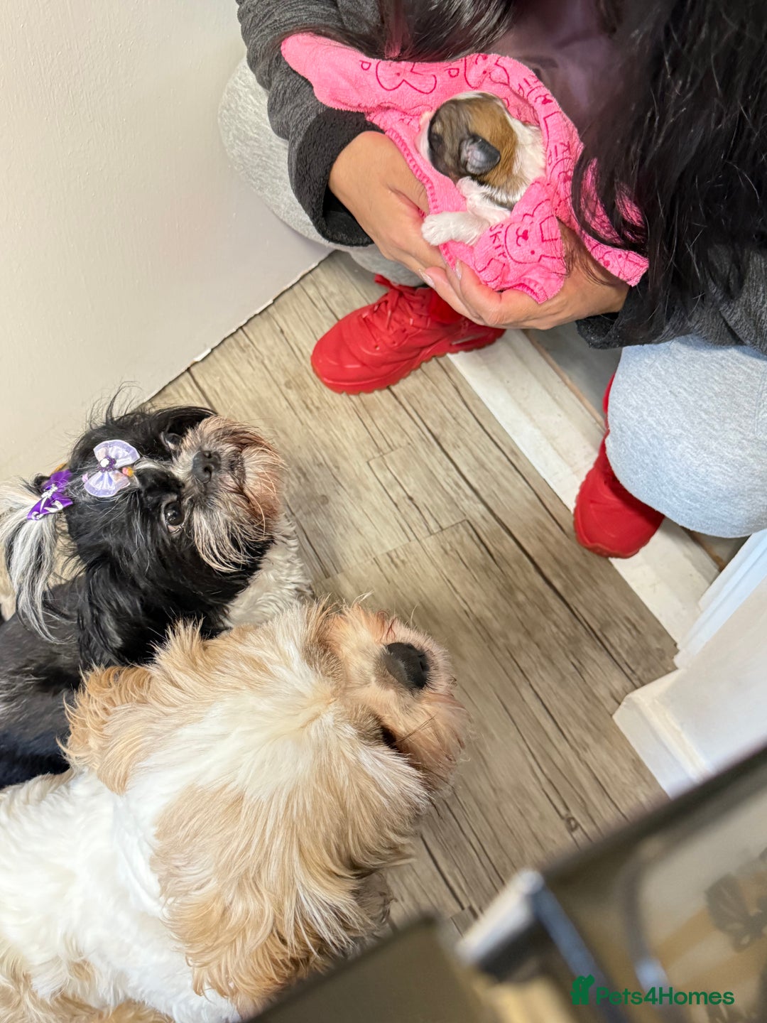 Shih Tzu dogs for sale: ShihTzu Newborn Puppies 💕Home-Raised & Well-Loved - Advert 19