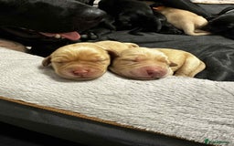 Labrador Retriever dogs for sale: Adorable KC registered fox red and black labs  - Image 24