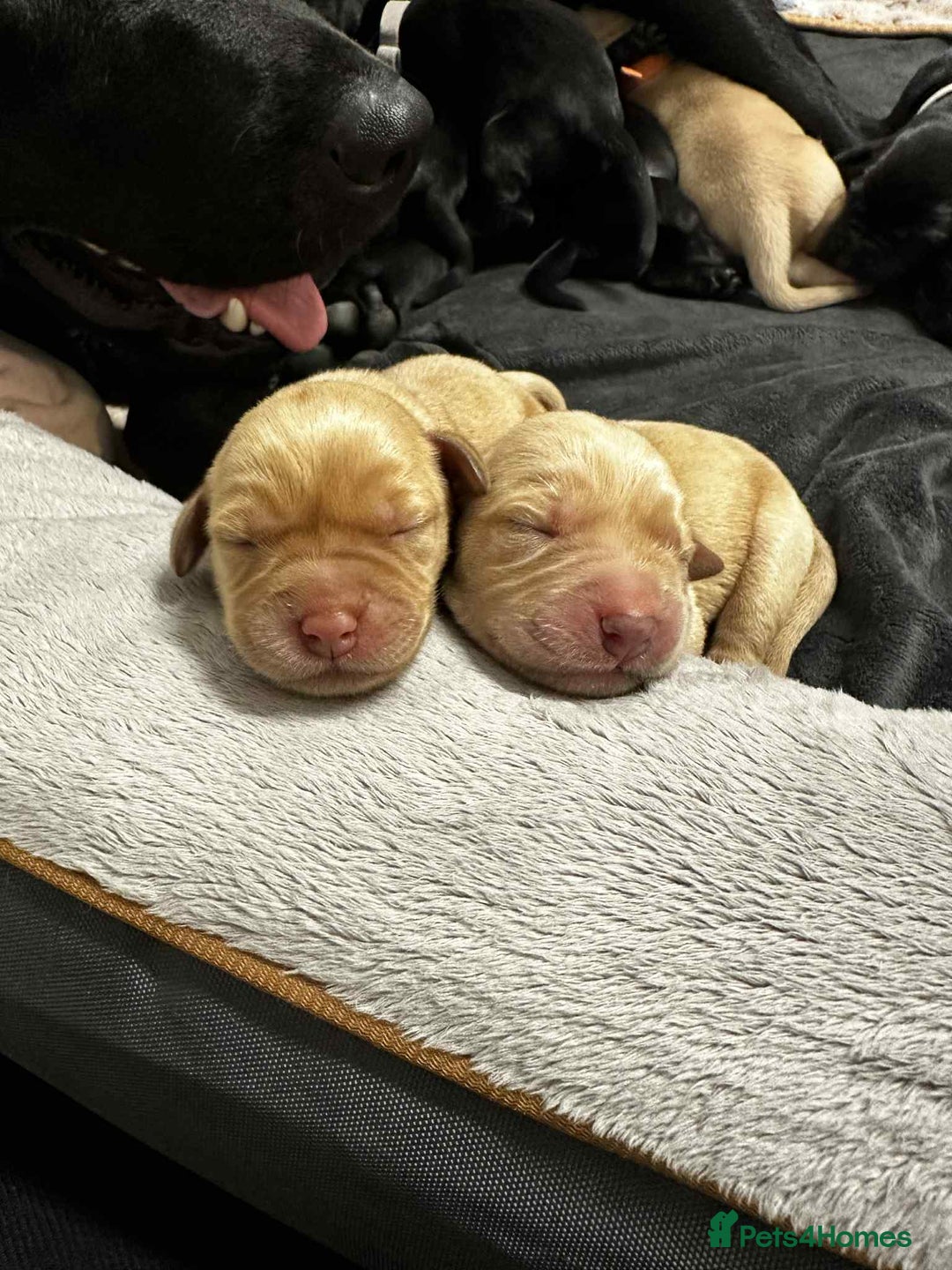Labrador Retriever dogs for sale: Adorable KC registered fox red and black labs  - Image 24
