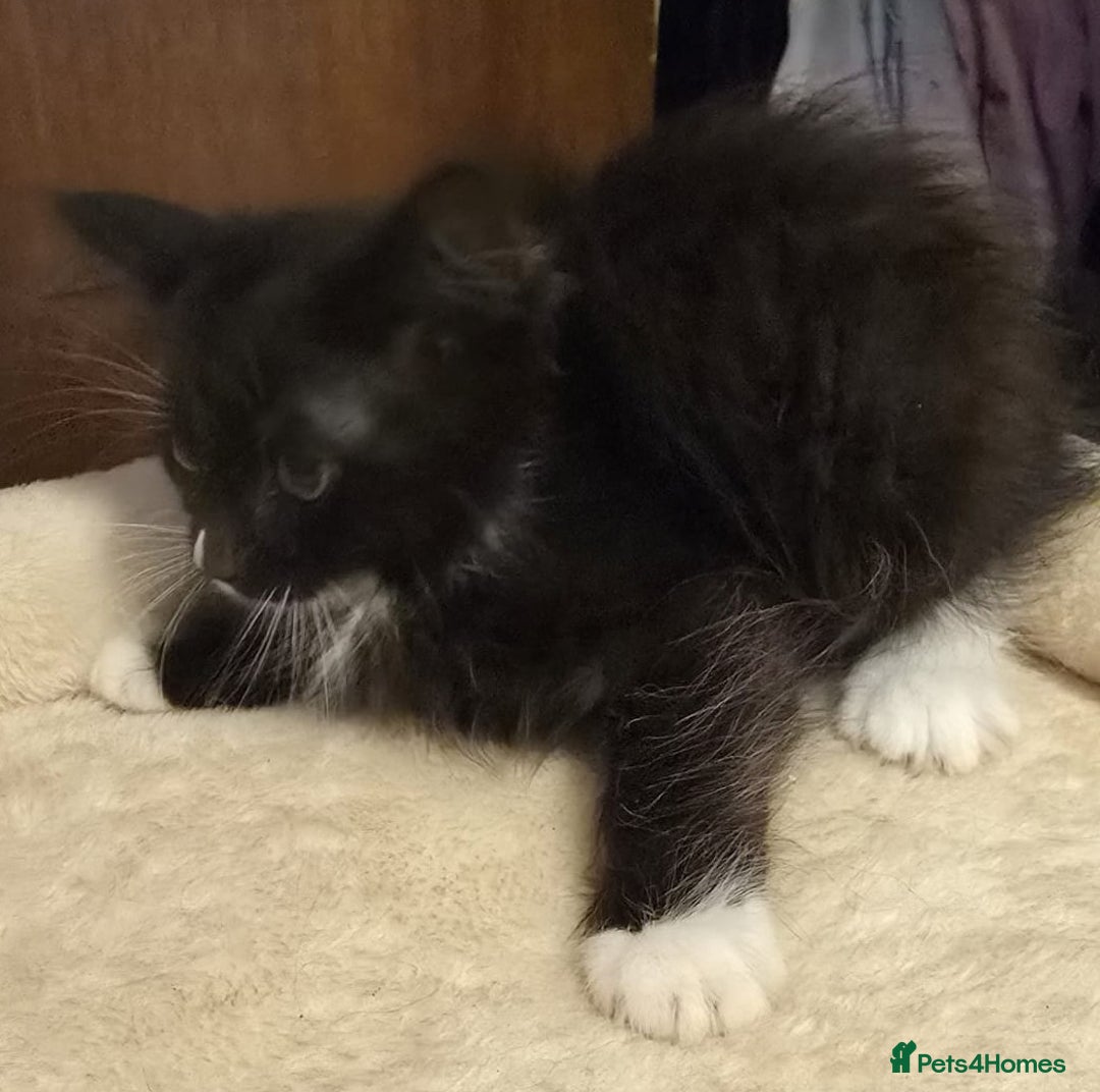 Siberian cats for sale: Tested purebreed hypoallergenic Siberian kittensns - Image 32
