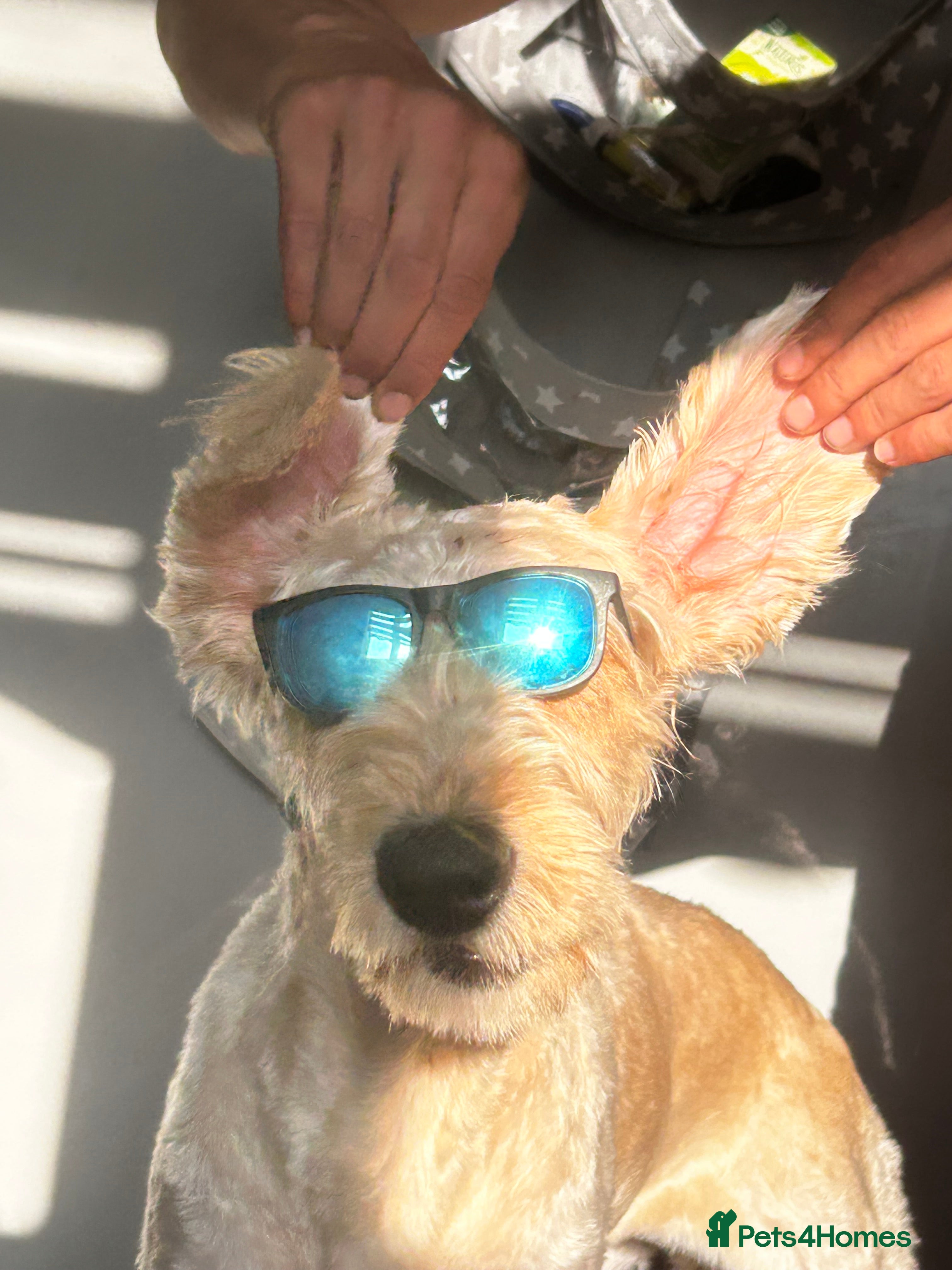 Mixed Breed dogs Lola x - Advert 14