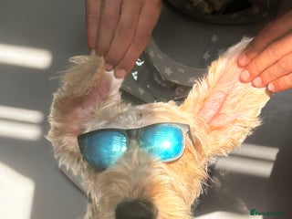 Mixed Breed dogs - Advert 7