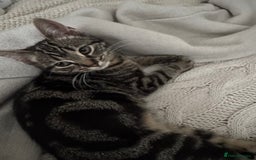 Mixed Breed cats for sale: Bella 9months old  - Image 4