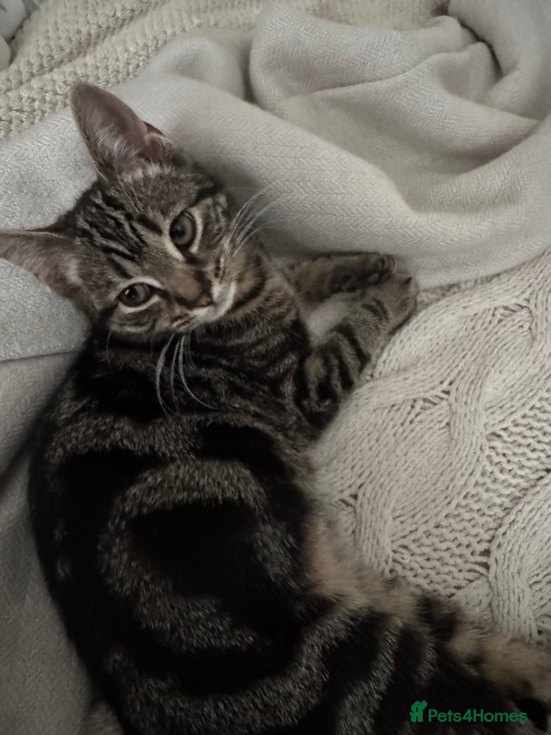 Mixed Breed cats for sale: Bella 9months old  - Image 4