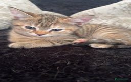 Mixed Breed cats for sale: Kittens  - Image 5