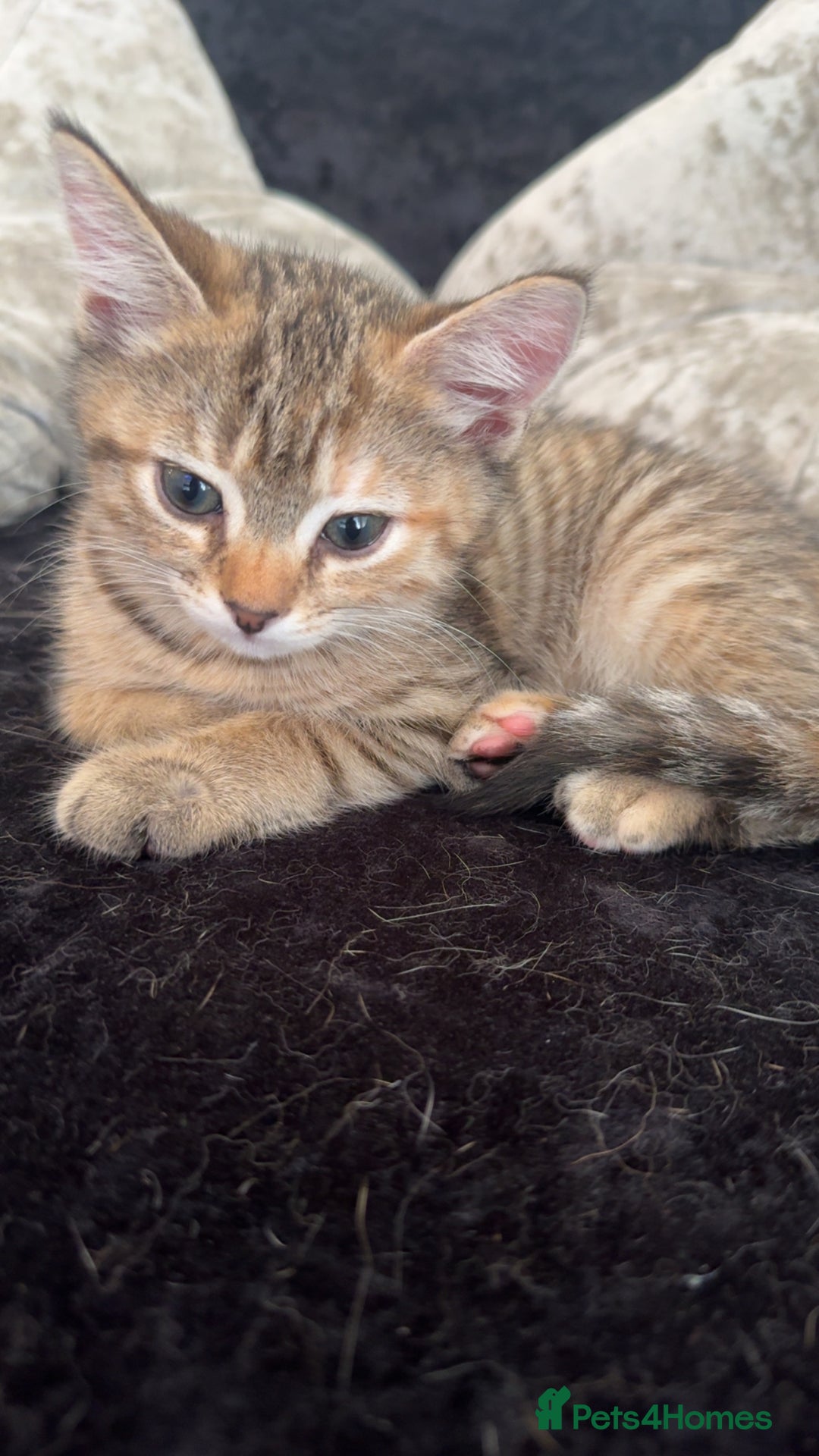 Mixed Breed cats for sale: Kittens  - Image 5