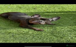 French Bulldog dogs for sale: Beautiful 4 Year Old French Bulldog  - Image 2