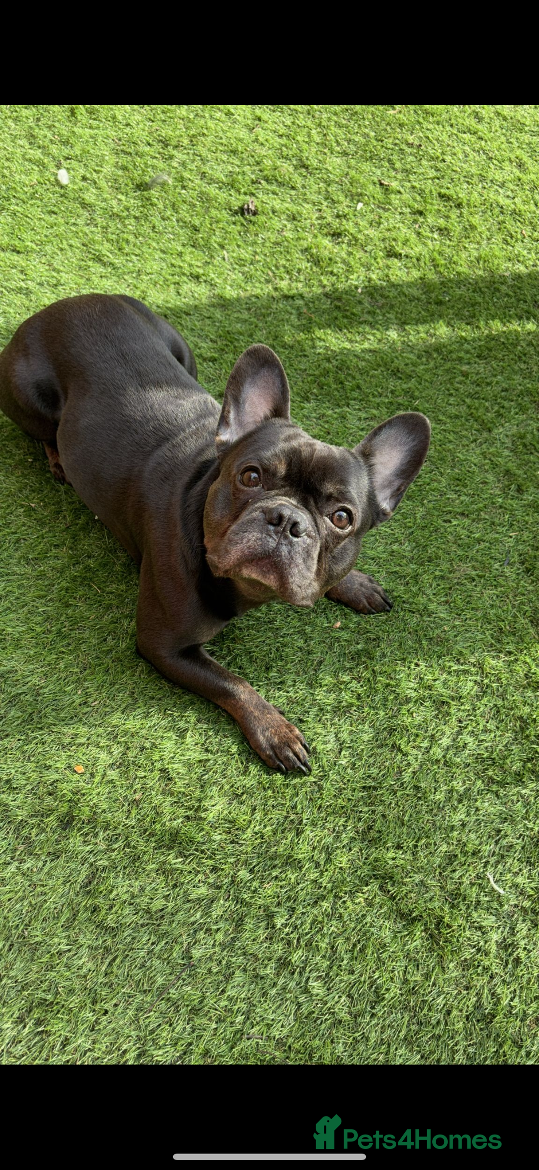 French Bulldog dogs for sale: Beautiful 4 Year Old French Bulldog  - Image 2