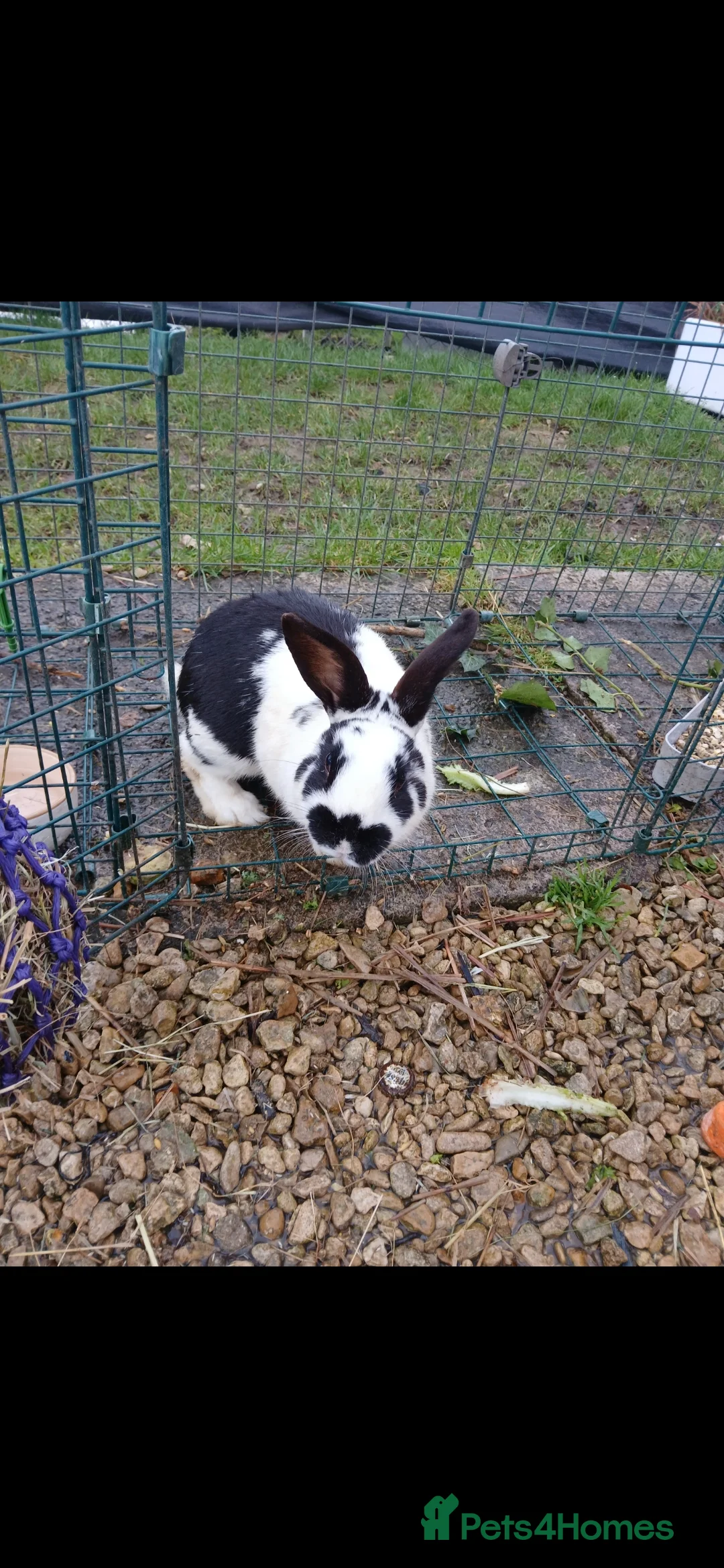 Mini Lop rabbits for sale: 2 male rabbits - Advert 2