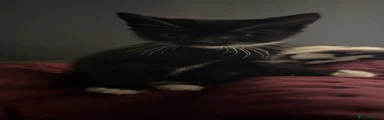 Domestic Shorthair 1