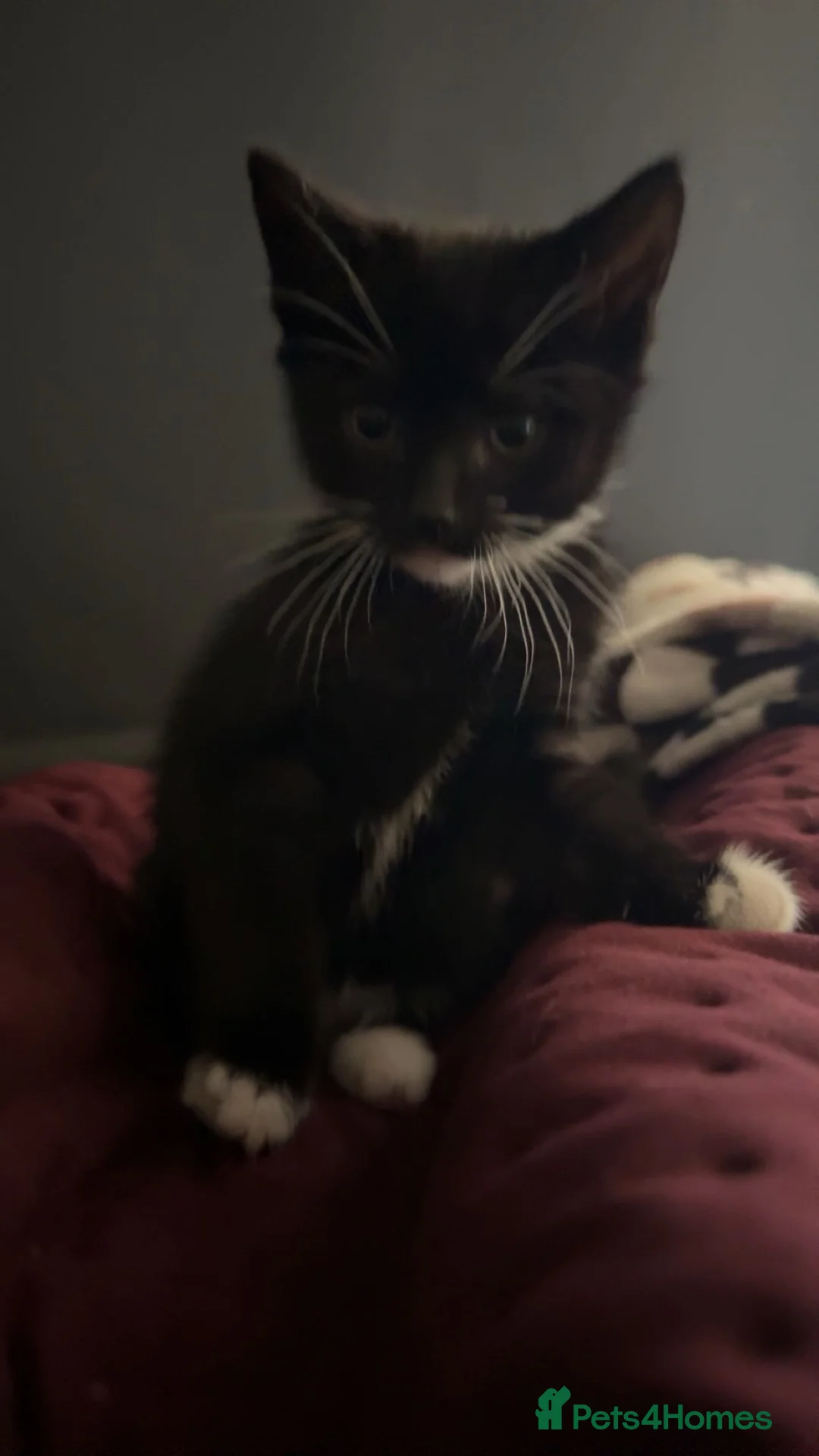 Domestic Shorthair cats for sale: 4boys 2 girls domestic shorthair  - Advert 3